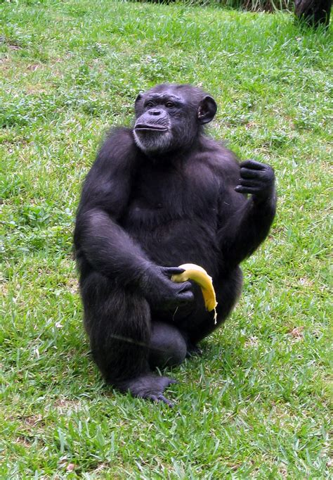 Busch Gardens Myombe Reserve Chimpanzee Eating A Banan Flickr