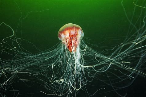 Absurd Creature Of The Week The 120 Foot Long Jellyfish Thats Loving