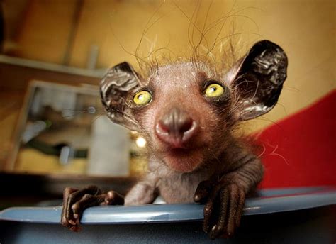 The Worlds Ugliest Animals In Pictures Environment The Guardian