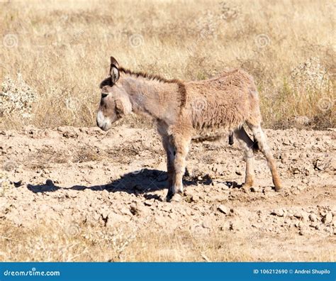 Donkey In The Desert On The Nature Stock Photo Image Of White