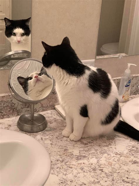 Photoshop Battles Psbattle Cat Looking In Two Mirrors
