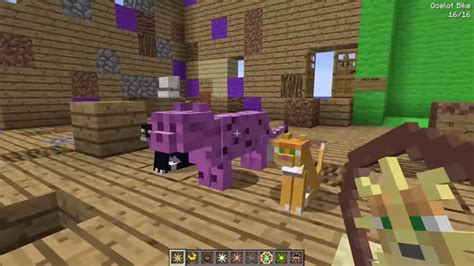 Purple Kitty Purple Sheep Wikia Fandom Powered By Wikia