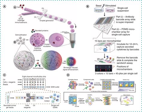 Advances In Single Cell Technologies In Immunology Biotechniques