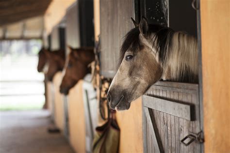 Saiba Quais São Os Tipos E Tamanhos De Baia Para Cavalo