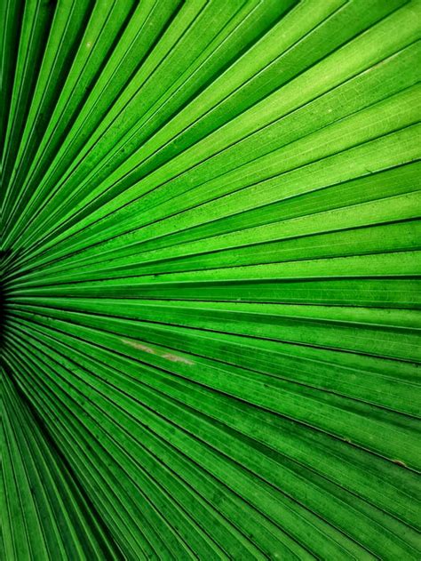 1000 Great Green Leaf Photos Pexels · Free Stock Photos