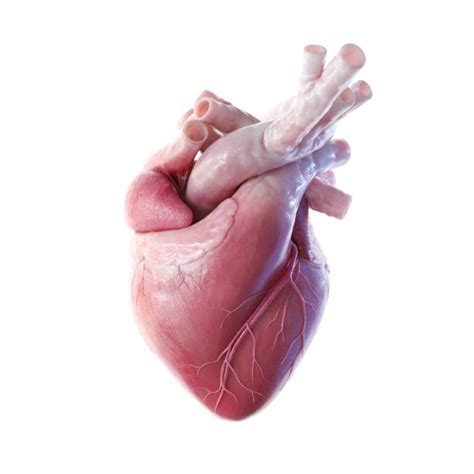 134100 Human Heart Stock Photos Pictures And Royalty Free Images Istock