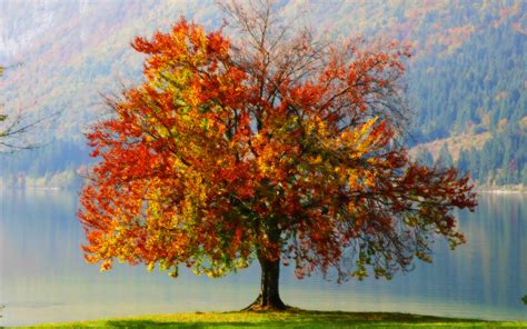 Autumn Tree Hd Wallpaper Background Image 1920x1200 Id687660