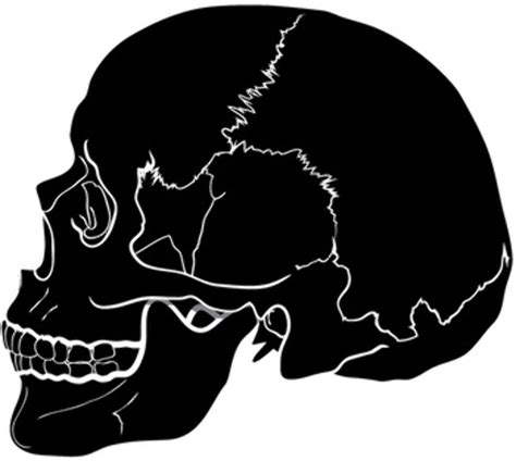 Download High Quality Skull Clipart Human Transparent Png Images Art