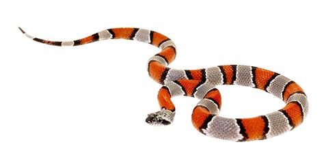 Snake Png Image Purepng Free Transparent Cc0 Png Image Library