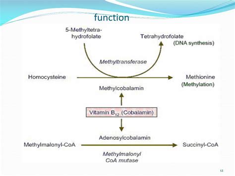 Ppt Vitamin B12 Powerpoint Presentation Free Download Id6146208