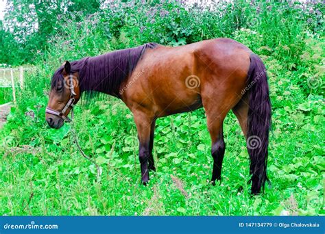 Beautiful Chestnut Horse With A Black And Purple Mane Grazes On A Green