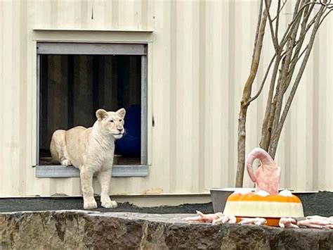 White Lions Are The Newest Attraction At Plumpton Park Zoo News