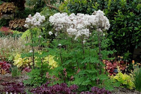 Thalictrum Aquileolium Nimbus White Nimbus White Meadow Rue