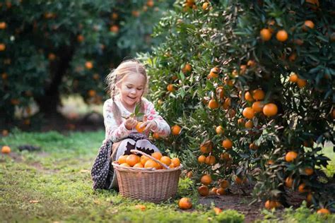 The 4 Best Orange Groves In Arizona Minneopa Orchards