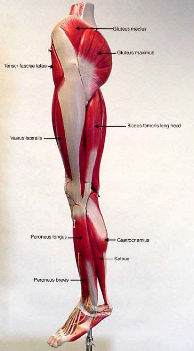 Muscles Of The Lower Limb Labeled Leg Muscles Anatomy Leg Muscles