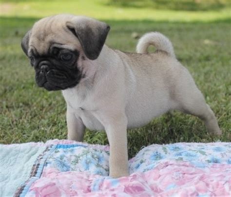 To find additional pug dogs available for adoption check: Pug Puppies For Sale | Lewiston, ME #238009 | Petzlover