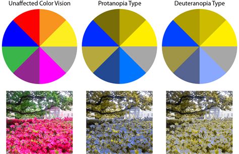 What Are The Different Types Of Color Blindness Iristech