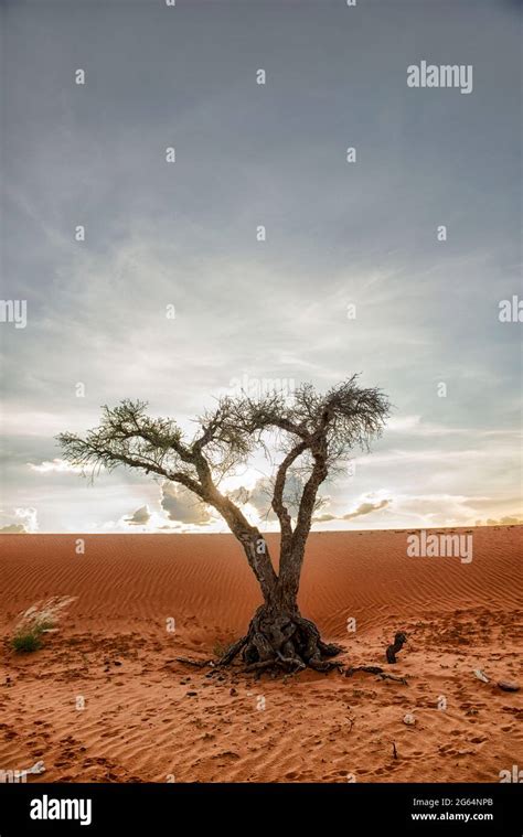 A Tree In The Middle Of The Desert The Kalahari Desert Is A Large Semi Arid Sandy Savannah In