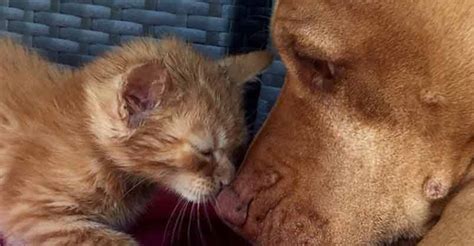 Watch This Kitten Grow Up With A Pit Bull We Love Cats And Kittens