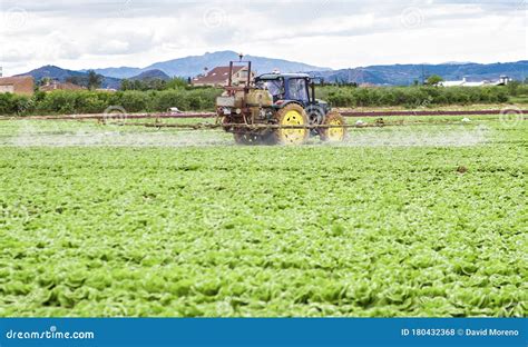 Tractor Spraying Pesticide Pesticides Or Insecticide Spray On Lettuce Or Iceberg Field