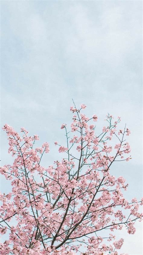 Aesthetic Cherry Blossom Laptop Wallpaper