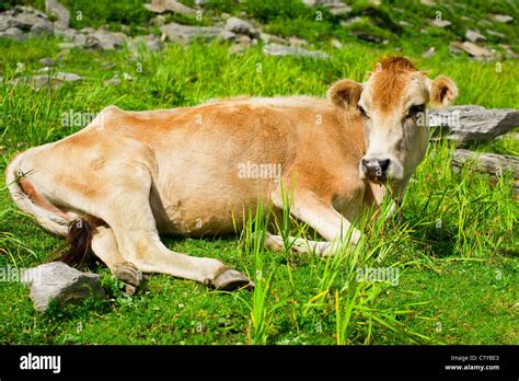 Cow Close Up Hi Res Stock Photography And Images Alamy