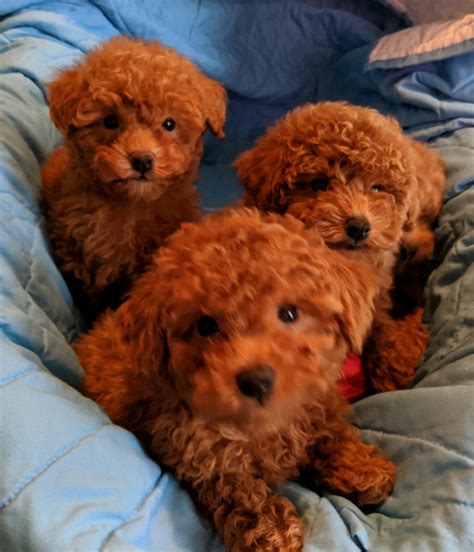 Find red poodle in dogs & puppies for rehoming | 🐶 find dogs and puppies locally for sale or adoption in ontario : Gorgeous Red Poodle Puppies Offer Malta