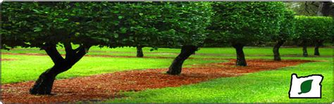 Valencia provides every service you need to maintain greate looking landscapes in the beaverton oregon, area. All Metro Landscape | Landscaping Beaverton Oregon ...