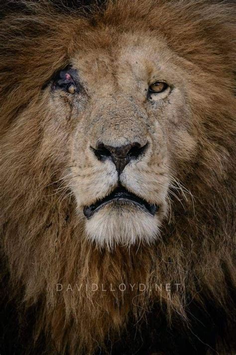 Old Scarred Lion Warrior Scarscarface Of The Marsh Pride The