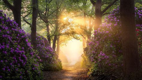 Path Between Purple Flowers Plants Branches Forest Sunrays Background