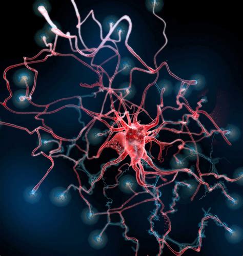 After Brain Injury New Astrocytes Play Unexpected Role In Healing