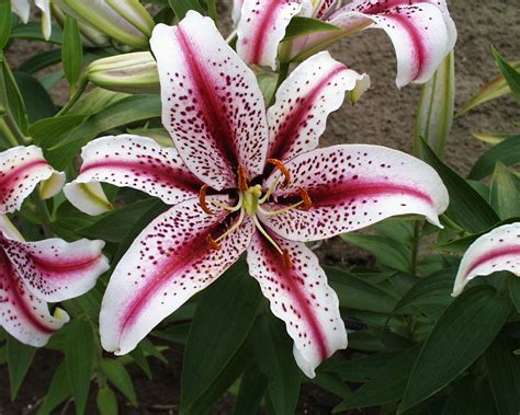 Oriental Lily Types Of Lilies Lily