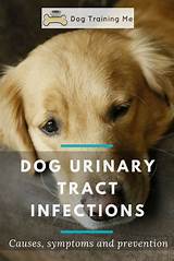 Photos of Holistic Treatment For Uti In Dogs