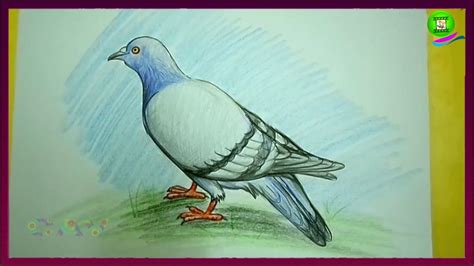 How To Draw Pigeon Easy Step By Step Children Drawing Art Tutorials