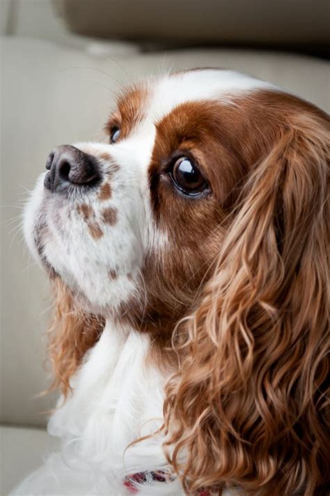 A good dog movie with its heart in the right place, just like any nameless canine regardless of its breed. Cavalier King Charles makes me think of the movie Lady and ...