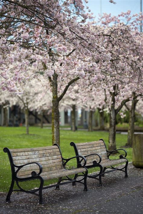 The Cherry Trees Are In Full Bloom Along Portlands Tom Mccall