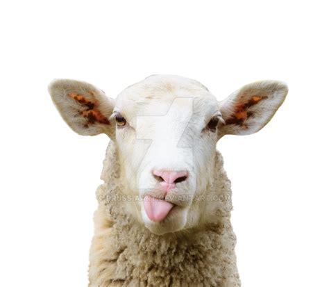 Sheepgoat Chimera Grazing Pasture Sheep Png Download 900785