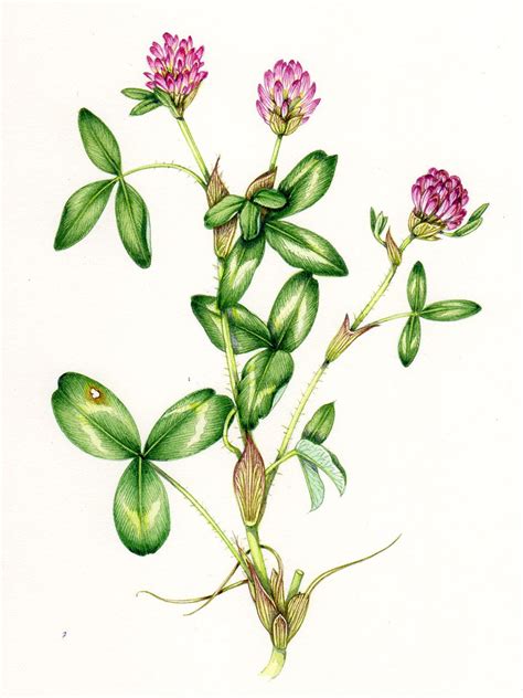 Botanical Illustration Of Red Clover Trifolium Pratense By Lizzie