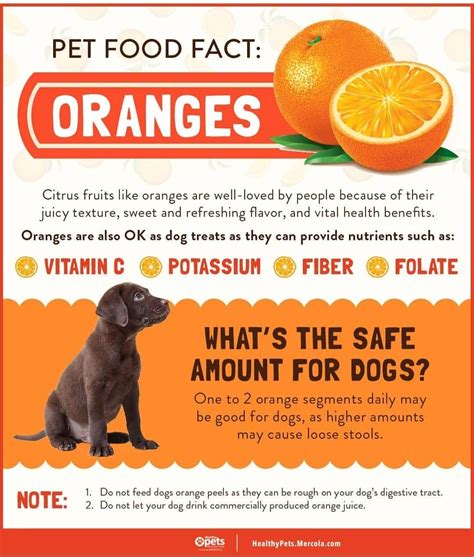 Vegetables ~ beets, eggplant, leeks, sweet potatoes, okra, pepper greens ~ green beans or peppers, beets, celery, collards, eggplant, parsley, spinach, swiss chard, chives, endive, kale, leeks, okra, rutagbega, summer squash, sweet potatoes, tomatoes Pin by Marebare on pets in 2020 | Food animals, Food facts ...