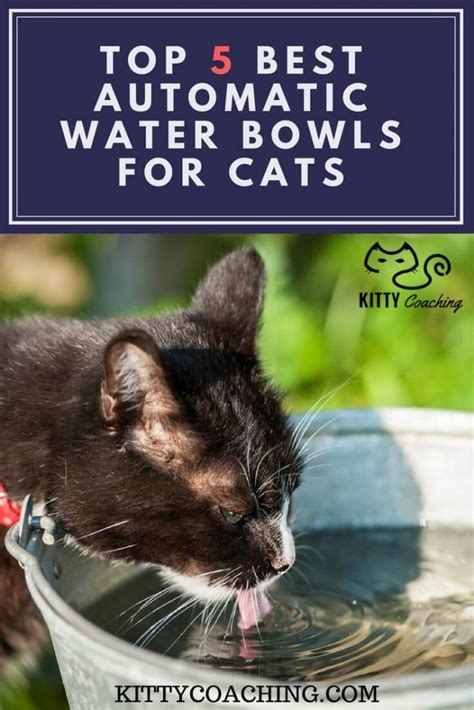 Best gravity feeder cat bowl: Top 5 Best Automatic Water Bowls for Cats (2018)