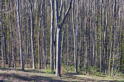 Premium Photo Spring Forest Trees Nature Green Wood