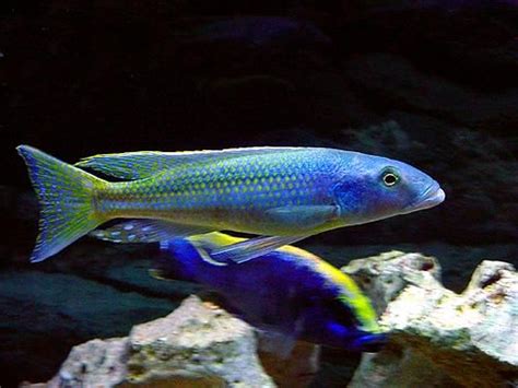 Champsochromis caeruleus is a species of fish in the cichlidae family it is found in malawi mozambique and tanzania its natural habitat is freshwater lake. Champsochromis | champsochromis-caeruleus-3 | Cichlids ...