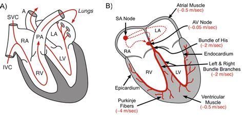 1 A Basic Cardiac Anatomy And Blood Circulation Through