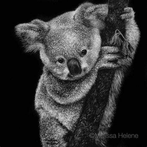 07 Koala Melissa Helene Amazing Expressions In Scratchboard Animal