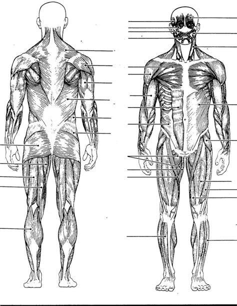 Unlabeled Human Skeleton Diagram Muscle Diagram Human