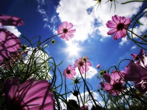 Pozadine Za Desktop Priroda Priroda Se Budi Cvijeće Obasjano Suncem