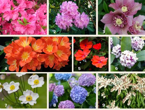 Shade Plants For Small Gardens Flower Power