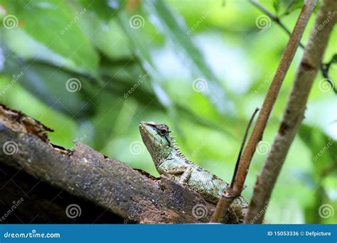 Lizards Of Thailand Stock Photo Image Of Closeup Patterned 15053336