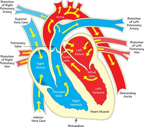 An Image Of The Heart Labeled In Different Colors
