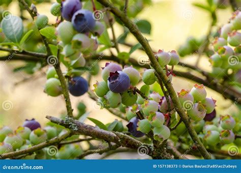 Unripe Fruits Of Blueberry In Garden Stock Image Image Of Garden